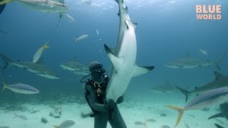 Hypnotizing Wild Sharks Tonic Immobility [upl. by Anees]