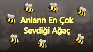 Arıların En Çok Sevdiği Ağaç Hangisidir [upl. by Atinat986]