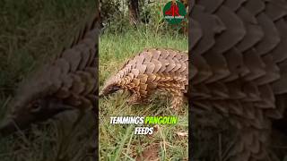 This is the Temmincks pangolin their the only pangolin in the world that can do this…… Watch [upl. by Cuyler326]