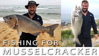 How to catch White Musselcracker at Ystervarkfontein [upl. by Kire]