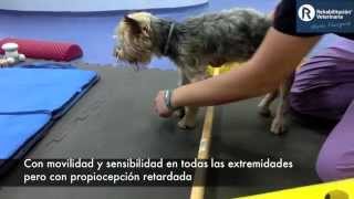 Rehabilitación Veterinaria Lesión medular cervical [upl. by Jeb]