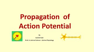 Propagation of action potential in myelinated and unmyelinated nerve fibers [upl. by Ylrrad]