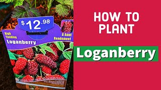 How to Plant Loganberries howto howtoplant [upl. by Elreath942]