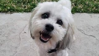 Old Blind Deaf Dog Shot Dead by Cop Thinking It Was Rabid [upl. by Corri]