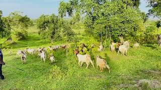 Free range grazing at our farm [upl. by Porta802]