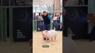 Pig Whacking WTF  Ozzy Man Quickies [upl. by Hafler]