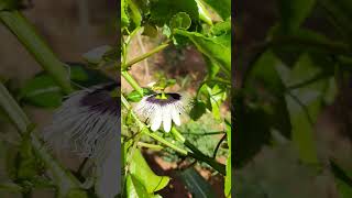 Yellow Passion Fruit plant flower Passiflora edulis flavicarpa [upl. by Anadal922]