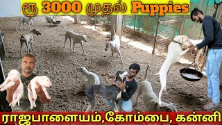 ரூ 3000 முதல் 30000 வரைPuppies For SaleRajapalayam KanniKombaiChippiparaiAnbu Dog Farm [upl. by Barker]