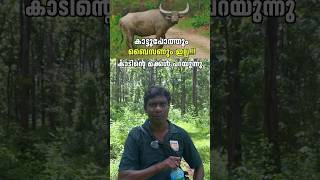 കാട്ടുപോത്തും ബൈസണും ഇല്ല  Parambikkulam Tiger Reserve  Forest Trekking shorts [upl. by Anegal465]