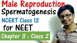 Spermatogenesis class 12  Reproduction in human CBSE biology class 12 for NEET preparation [upl. by Milks]