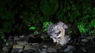 Blakistons Fish Owl  Catching fish [upl. by Atilemrac892]