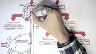 Neurology  Divisions of the Nervous System [upl. by Hendricks380]