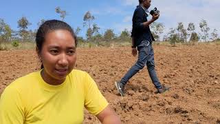 Darwin Initiative Madagascar Pasture Project perennial fodder crop Brachiaria brizantha germinated [upl. by Clevie]