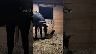 So did you get it right foal horse equestrian viral baby newborn babyhorse bodylanguage [upl. by Lubow]