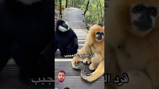 ماذا تعرف عن قرد الجيبون What do you know about the gibbon monkey [upl. by German]