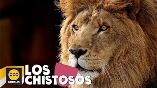 Los Chistosos RPP│Chiste de la fiesta del león [upl. by Rauscher]