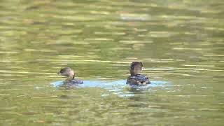 Pair of Piedbilled Grebes [upl. by Mather]