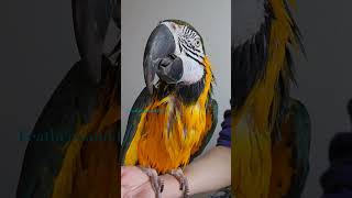 Soggy Macaw and a look at pin feathers parrot parrotcare macaw blueandgoldmacaw [upl. by Eisej154]