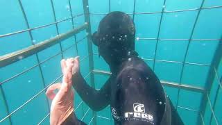 Shark Cage Diving in Gansbaai Cape Town South Africa [upl. by Ambert460]