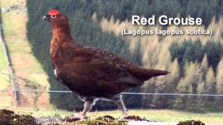 Grouse  Red Grouse Bird Call and Pictures for Teaching BIRDSONG [upl. by Amre]