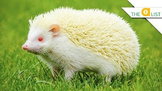 5 Unexpected Albino Animal Facts [upl. by Naujuj]