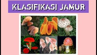 KLASIFIKASI JAMUR  Fungi Bagian 2 [upl. by Willett]