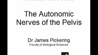 Autonomic Nerves of the Pelvis [upl. by Cathrine]