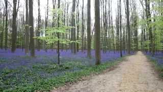 Bluebells from Hallerbos in Belgium  1080p [upl. by Tombaugh387]