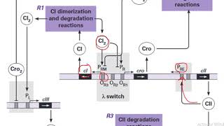 LyticLysogenic Switch of Bacteriophage λ In Bangla [upl. by Aires]