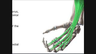 Anterior Forearm Muscles  Deep Layer  Review of Superficial Layer [upl. by Daye166]