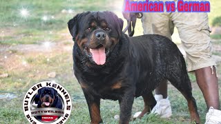 The true Difference between German amp American Rottweilers [upl. by Einnek]