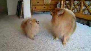 Pomeranian quottwinsquot barking contest [upl. by Lamek]