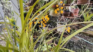 Anggrek Berbunga di Kebunku  Maxillaria tenuifolia D lindleyi dll [upl. by Juli858]