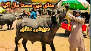 Peshawar Maweshi Mandi Kala GT Road Latest Rates Updates Bakra Mandi 2024 cow mandi [upl. by Cuda411]