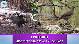 This bird is a Master of Mimicry  Lyrebird [upl. by Klemm]