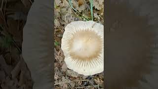 Fungo di ferula ferula natureasmr nature mushroom [upl. by Ad]