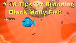 Black Molly Fish Breeding  10 Tips for Black Molly Breeding  Molly Birth Care  Molly Giving Birth [upl. by Sholem634]