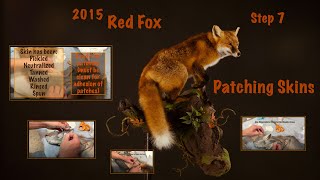 Step 7  Red Fox  Patching Skins Small Hole Repair [upl. by Henriha]