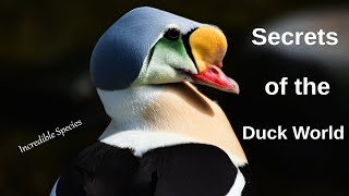 Why Ducks Are More Interesting Than You Think  The Overview [upl. by Petty934]