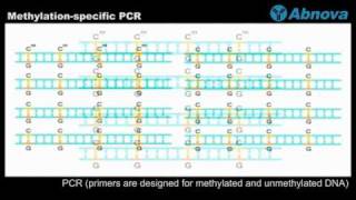 Methylationspecific PCR [upl. by Sutniuq998]