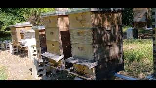 Why I Dont Inspect My Honey Bee Hives as Much in the Summer  CRAZY Bees [upl. by Kendy]