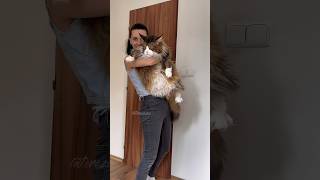 Těžká váha Tutanchamon ❤️🐱💪 mainskamyvalikocka mainskamyvali mainecooncat bigcat mainecoon [upl. by Killen]