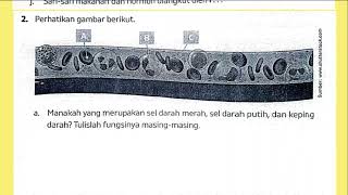 Jantung Merupakan Organ yang Berfungsi Untuk Bagian Jantung yang Bertugas Memompa Darah [upl. by Neilson]