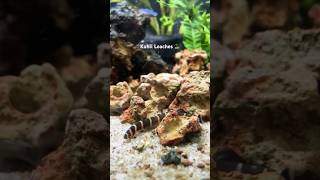 Happy and Very Healthy Kuhli Loach Fish kuhliloach aquarium plantedtank [upl. by Diraf]