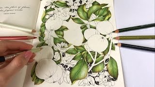 LEAVES DRAWING  Crabapples  Part 1  The Flower Year Coloring Book [upl. by Pappano]