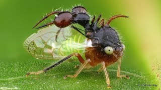 Antmimicking treehopper from Ecuador [upl. by Cloutman]