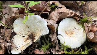 Lactifluus piperatus Lactarius piperatus June 23 2024 [upl. by Kind]