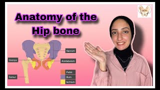 hip bone anatomy [upl. by Amathist]