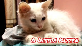 Little kitten Playing  Cat Kitten  Kitten play with Ball  Kitten eating food [upl. by Arim]