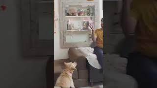 Sultaaan Leo sultan leomaster srk viralvideo doglover shorts [upl. by Enirac399]